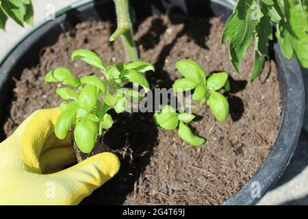 pianta di pomodoro e basilico in un secchio Foto Stock