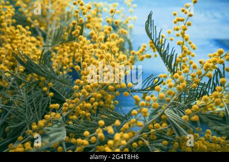 vista dall'alto su fiori di mimosa in fiore su sfondo di legno blu Foto Stock