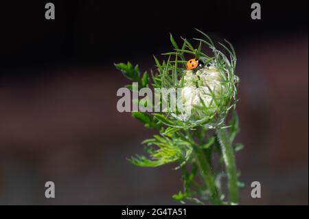 Foto macro di un Ladybird seduto su un bocciolo di fiori in un giardino di campagna del Norfolk Foto Stock