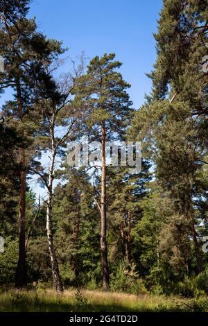 Alberi di pino nella brughiera di Wahner vicino alla collina di Telegrapen, Troisdorf, Renania Settentrionale-Vestfalia, Germania. Kiefern in der Wahner Heide nahe Telegrapenberg, Foto Stock