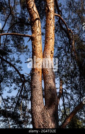 Alberi di pino nella brughiera di Wahner vicino alla collina di Telegrapen, Troisdorf, Renania Settentrionale-Vestfalia, Germania. Kiefern in der Wahner Heide nahe Telegrapenberg, Foto Stock