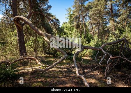 Alberi di pino nel Wahner Heath vicino a collina di Telegrapen, la corsa a vento, Troisdorf, Nord Reno-Westfalia, Germania. Kiefern in der Wahner Heide nahe Telegr Foto Stock