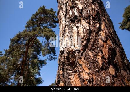 Alberi di pino nella brughiera di Wahner vicino alla collina di Telegrapen, Troisdorf, Renania Settentrionale-Vestfalia, Germania. Kiefern in der Wahner Heide nahe Telegrapenberg, Foto Stock