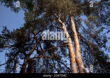 Alberi di pino nella brughiera di Wahner vicino alla collina di Telegrapen, Troisdorf, Renania Settentrionale-Vestfalia, Germania. Kiefern in der Wahner Heide nahe Telegrapenberg, Foto Stock