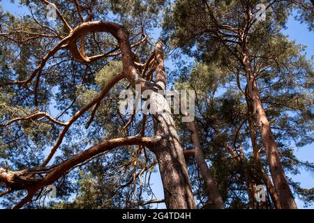 Alberi di pino nella brughiera di Wahner vicino alla collina di Telegrapen, Troisdorf, Renania Settentrionale-Vestfalia, Germania. Kiefern in der Wahner Heide nahe Telegrapenberg, Foto Stock