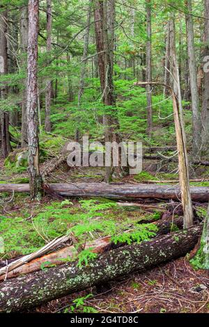 La foresta pluviale su Johns Lago Trail, il Glacier National Park Montana Foto Stock