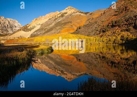 Luce del mattino sul fogliame autunnale a North Lake, Sierra Nevada Mountains, California Foto Stock