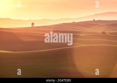 Paesaggio Countyside con luce solare dorata sui campi di grano e le fattorie dal Palouse Washington state USA Foto Stock