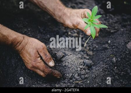 Coltivatore piante giovane marijuana germogliare in terra a piantagione di cannabis terreno banner legalizzazione giardinaggio. Foto Stock