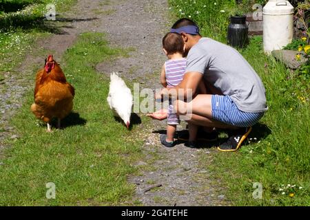 Padre inginocchiato con il genitore della vista posteriore del bambino che aiuta a mostrare il mangime del bambino che alimenta il grano alla gallina bianca del pollo e al gallo sulla staycation Wales UK DEWITT Foto Stock