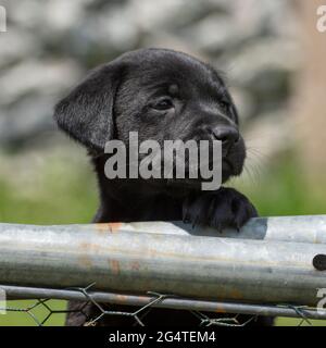 Il cucciolo di Labrador nero si allontano dalla penna del cucciolo Foto Stock