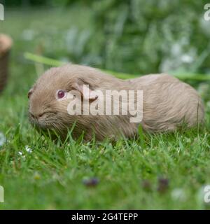 La cavia Foto Stock