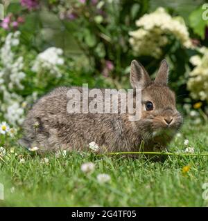 Coniglio nana olandese bambino Foto Stock