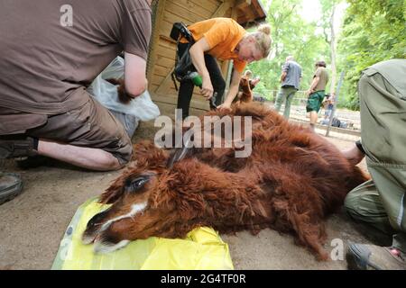 23 giugno 2021, Sassonia-Anhalt, Halberstadt: Stefanie Kauschus mette le forbici. Le otto alpaca dello zoo di Halberstadt hanno subito un taglio di capelli. Il tosatore Stefanie Kauschus aveva bisogno di una media di 20 minuti per animale. Le alpaca devono essere tagliate 1 volta all'anno. Foto: Mathias Bein/dpa-Zentralbild/dpa Foto Stock