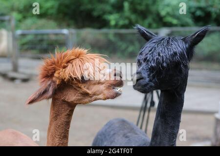 23 giugno 2021, Sassonia-Anhalt, Halberstadt: Due alpaca shorn nel recinto degli animali. Per le otto alpaca dello zoo di Halberstadt c'è stato oggi un appuntamento di taglio. Il tosatore Stefanie Kauschus aveva bisogno di una media di 20 minuti per animale. Le alpaca devono essere tagliate 1 volta all'anno. Foto: Mathias Bein/dpa-Zentralbild/dpa Foto Stock