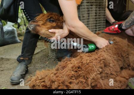 23 giugno 2021, Sassonia-Anhalt, Halberstadt: Stefanie Kauschus mette le forbici. Le otto alpaca dello zoo di Halberstadt hanno subito un taglio di capelli. Il tosatore Stefanie Kauschus aveva bisogno di una media di 20 minuti per animale. Le alpaca devono essere tagliate 1 volta all'anno. Foto: Mathias Bein/dpa-Zentralbild/dpa Foto Stock