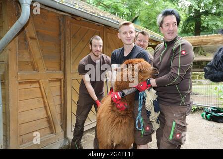 23 giugno 2021, Sassonia-Anhalt, Halberstadt: I custodi di animali tengono una signora di alpaca. Per le otto alpaca dello zoo di Halberstadt oggi è stato un appuntamento per l'acconciatura. Il tosatore Stefanie Kauschus aveva bisogno di una media di 20 minuti per animale. Le alpaca devono essere tagliate 1 volta all'anno. Foto: Matthias Bein/dpa-Zentralbild/ZB Foto Stock