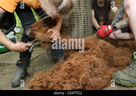 23 giugno 2021, Sassonia-Anhalt, Halberstadt: Stefanie Kauschus mette le forbici. Le otto alpaca dello zoo di Halberstadt hanno subito un taglio di capelli. Il tosatore Stefanie Kauschus aveva bisogno di una media di 20 minuti per animale. Le alpaca devono essere tagliate 1 volta all'anno. Foto: Mathias Bein/dpa-Zentralbild/dpa Foto Stock