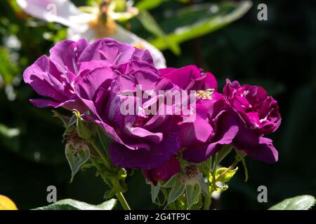 Rose Rapsodia in Blu Foto Stock