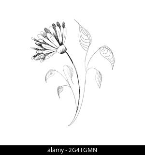 Vettore disegno fiori camomili disegnati a mano, margherite. Fiore di carciofo di Gerusalemme. Disegni botanici, pagina da colorare, Fiori su sfondo bianco Illustrazione Vettoriale