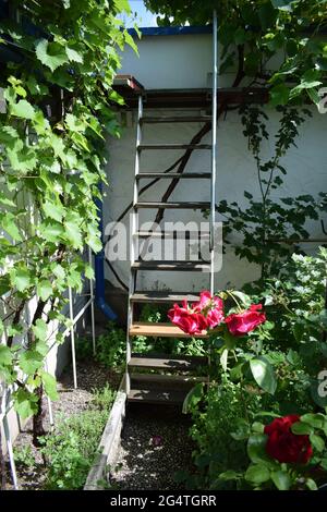 tre rose rosse di fronte a una scala Foto Stock