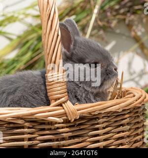 Baby coniglio nana olandese in un cestino Foto Stock