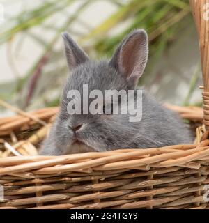 Coniglio nana olandese bambino Foto Stock