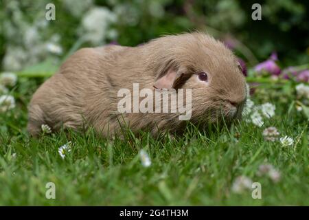 Lilla Guinea Pig Foto Stock