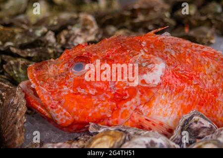 Branzino rosso crudo al banco del mercato alimentare estivo locale - primo piano Foto Stock