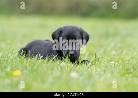 labrador retriever cucciolo sdraiato in erba Foto Stock