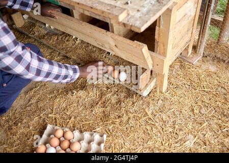 Coltivare contadino nero raccogliendo uova fresche in casa di gallina Foto Stock