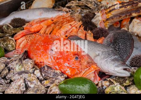 Spigola rossa, riccio di mare, gamberetti, ostriche, granchio, avocado, pesce trota al bancone Foto Stock