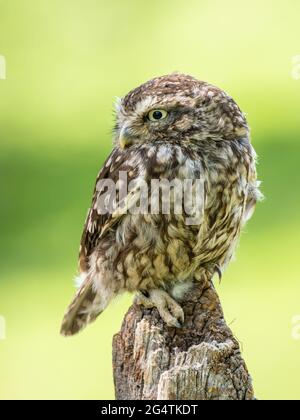 Un piccolo Owl arroccato Foto Stock