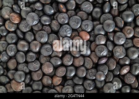 Lenticchie di Beluga, primo piano. Vista dall'alto di molte lenticchie nere organiche. Legume dal sapore terroso, consistenza solida e alto contenuto proteico. Utilizzato come piatto laterale, Foto Stock