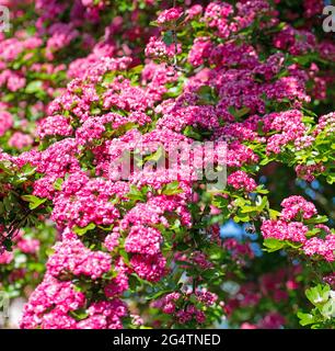 La spina rossa fiorente, Crataegus laevigata, in primavera Foto Stock