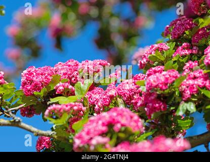 La spina rossa fiorente, Crataegus laevigata, in primavera Foto Stock