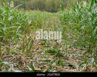 campo di mais calpestato da cinghiale Foto Stock