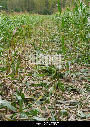 campo di mais calpestato da cinghiale Foto Stock