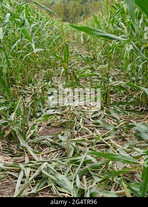 campo di mais calpestato da cinghiale Foto Stock