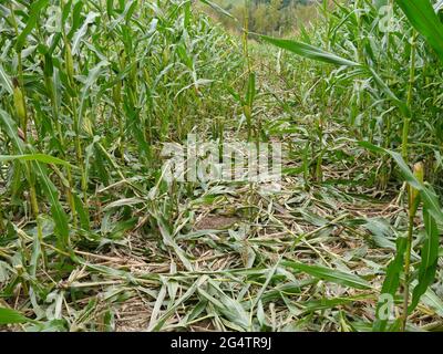 campo di mais calpestato da cinghiale Foto Stock