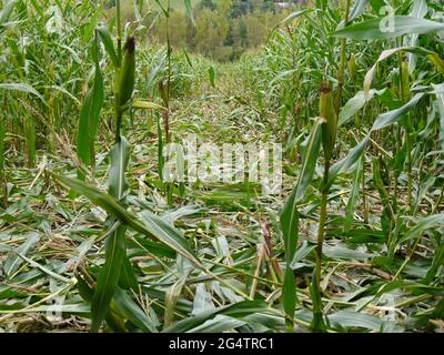 campo di mais calpestato da cinghiale Foto Stock