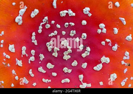 Primo piano del cappuccio rosso del fungo di mosca agarico / mosca amanita (Amanita muscaria) che mostra macchie bianche, verruche a forma di piramide, resti del velo universale Foto Stock