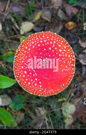 Primo piano del cappuccio rosso del fungo di mosca agarico / mosca amanita (Amanita muscaria) che mostra macchie bianche, verruche a forma di piramide, resti del velo universale Foto Stock