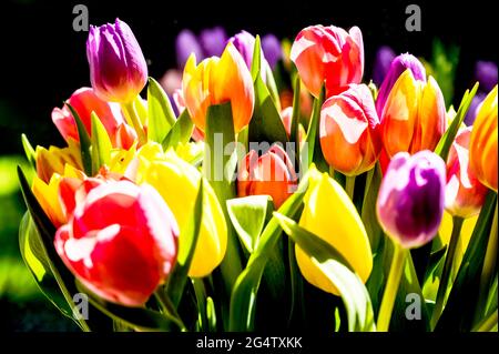 Mazzo colorato di tulipani; Bunter Tulpenstraß Foto Stock