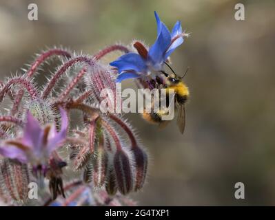 Foraggio di api per nettare e polline su fiori di borragine Foto Stock