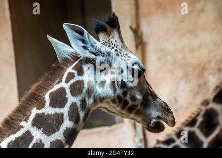 Giraffa di Rothschild (Giraffa Camelopardalis rothschildi) nello zoo di Praga Foto Stock