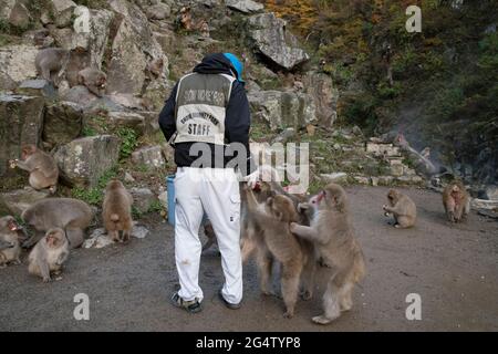 Scimmie di neve che vengono alimentate con mele al Jigokudani Monkey Park a Yamanouchi, Prefettura di Nagano, Giappone Foto Stock