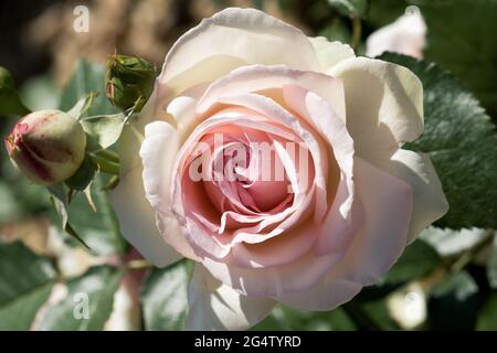 Grandi, fragranti, sontuose, rose coralline-rosa con un germoglio contro un arbusto di rosa a foglia scura in primavera. Fiori rosa sulla rosa cespuglio nel giardino i Foto Stock