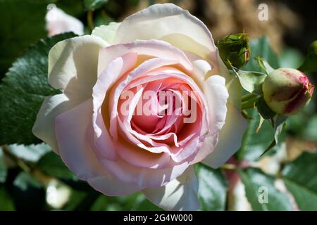 Grandi, fragranti, sontuose, rose coralline-rosa con un germoglio contro un arbusto di rosa a foglia scura in primavera. Fiori rosa sulla rosa cespuglio nel giardino i Foto Stock
