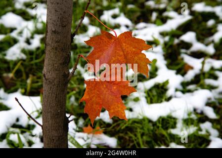 La prima neve in rosso di foglie di acero. Bella la succursale con arancia e foglie di giallo nel tardo autunno o inizio inverno sotto la neve. Foto Stock